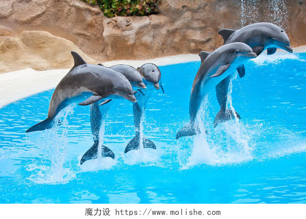 在蓝色水中跳跃的海豚